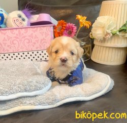 Sevimli Maltipoo Yavrular 2