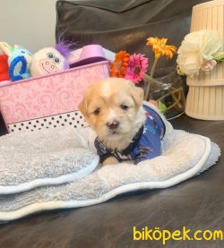 Sevimli Maltipoo Yavrular 1