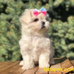Sevimli Maltipoo Yavrular 2