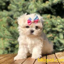 Sevimli Maltipoo Yavrular 3
