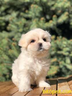 Sevimli Maltipoo Yavrular 4