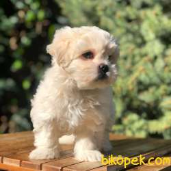 Sevimli Maltipoo Yavrular 1