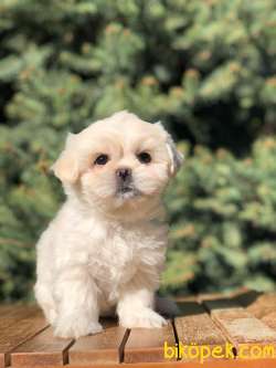 Sevimli Maltipoo Yavrular 5