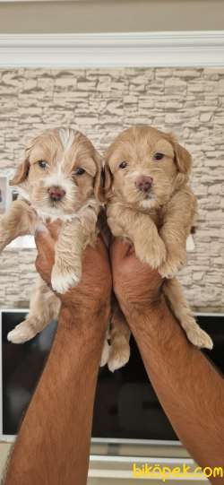 SEVİMLİ MALTİPOO YAVRULAR 2