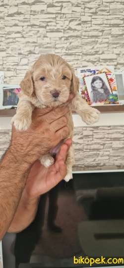 SEVİMLİ MALTİPOO YAVRULAR 4