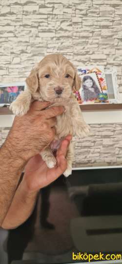 SEVİMLİ MALTİPOO YAVRULAR 1