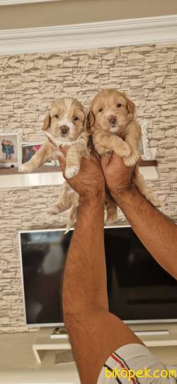 SEVİMLİ MALTİPOO YAVRULAR 3