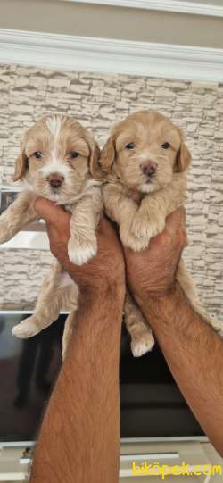 SEVİMLİ MALTİPOO YAVRULAR 5