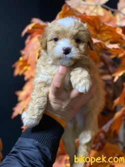 ADRESİNİZE TESLİM MALTİPOO YAVRULARI 2