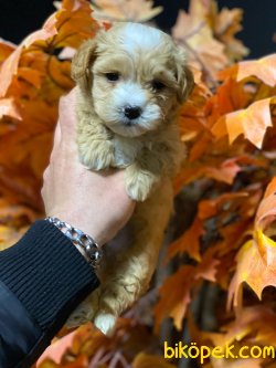 ADRESİNİZE TESLİM MALTİPOO YAVRULARI 3