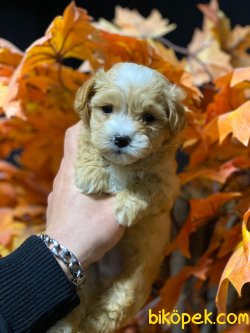 ADRESİNİZE TESLİM MALTİPOO YAVRULARI 1