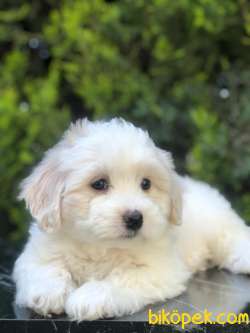 Sevimli Maltipoo Yavrularımız 2