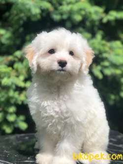 Sevimli Maltipoo Yavrularımız 5