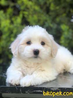 Sevimli Maltipoo Yavrularımız 1