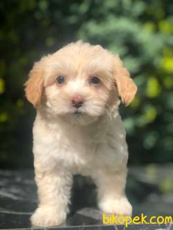 Sevimli Maltipoo Yavrularımız 3