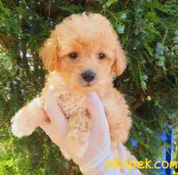 Sevimli Maltipoo Yavrum Nora 2