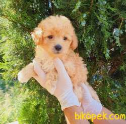 Sevimli Maltipoo Yavrum Nora 1