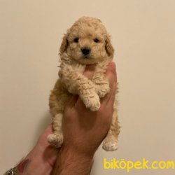 Sevimli Mini Apricot Toy Poodle Yavrularımız 3