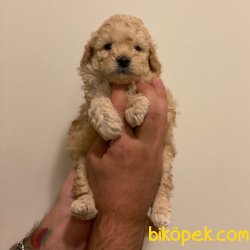 Sevimli Mini Apricot Toy Poodle Yavrularımız 1