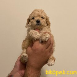 Sevimli Mini Apricot Toy Poodle Yavrularımız 4