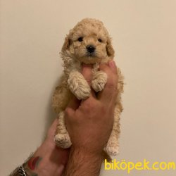 Sevimli Mini Apricot Toy Poodle Yavrularımız 2