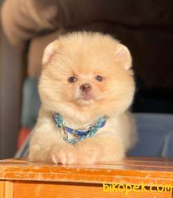 Sevimli Mini Boy Pomeranian Yavrular 2