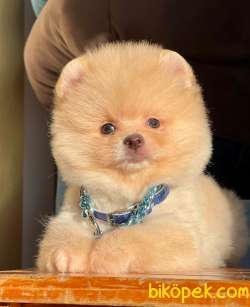 Sevimli Mini Boy Pomeranian Yavrular 5