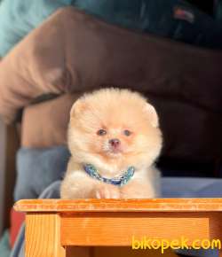 Sevimli Mini Boy Pomeranian Yavrular 3