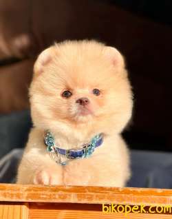 Sevimli Mini Boy Pomeranian Yavrular 4