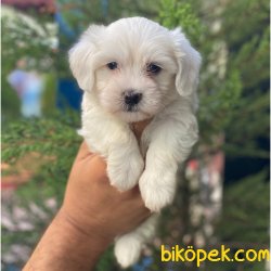 Sevimli Mini Maltese Terrier Yavrularımız 4