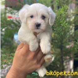 Sevimli Mini Maltese Terrier Yavrularımız 3