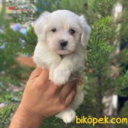 Sevimli Mini Maltese Terrier Yavrularımız 5