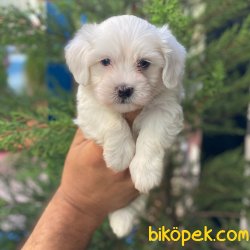 Sevimli Mini Maltese Terrier Yavrularımız 2