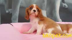 SEVİMLİ ORJINAL CAVALİER KING CHARLES YAVRULARI 5