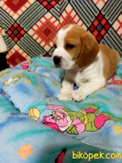 Sevimli Oyuncu Beagle Yavrularımız 1
