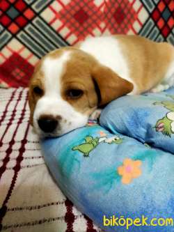 Sevimli Oyuncu Beagle Yavrularımız 4