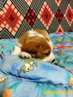 Sevimli Oyuncu Beagle Yavrularımız 3