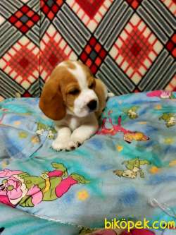 Sevimli Oyuncu Beagle Yavrularımız 2