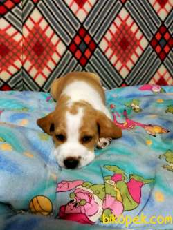 Sevimli Oyuncu Beagle Yavrularımız 5