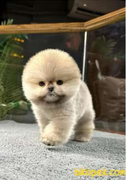 Sevimli Oyuncu Pomeranian Boo Yavrumuz 4