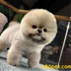 Sevimli Oyuncu Pomeranian Boo Yavrumuz 3
