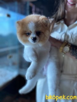 SEVİMLİ PARTİ COLOUR POMERANİAN BOO 2