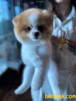 SEVİMLİ PARTİ COLOUR POMERANİAN BOO 1