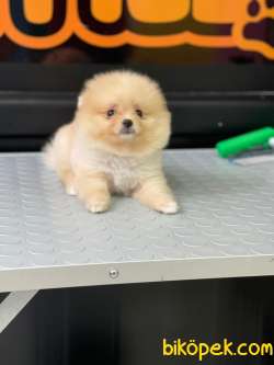 Sevimli Pomeranian 2