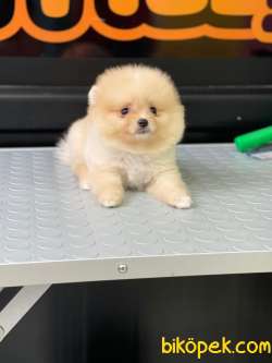 Sevimli Pomeranian 5