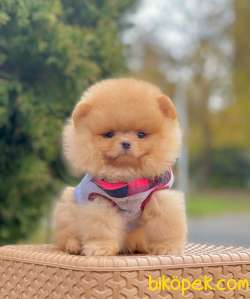 SEVİMLİ POMERANİAN 2