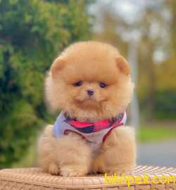 SEVİMLİ POMERANİAN 4