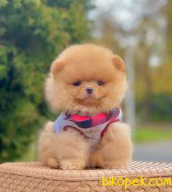 SEVİMLİ POMERANİAN 1