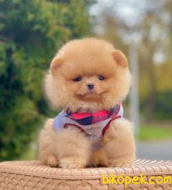 SEVİMLİ POMERANİAN 3