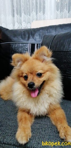Sevimli Pomeranian Boo 1